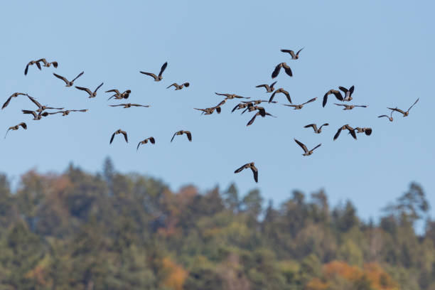 istock flock of lapwings (vanellus vanellus) flying over forest, blue sky 1198440054