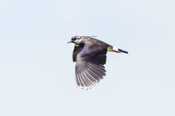 istock close-up colorful lapwing bird (vanellus vanellus) in flight 1198440666