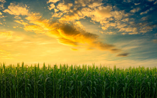 istock corn field with the sky in evening light shines sunset 1198441053