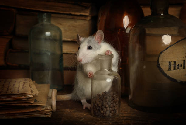 istock Rat runs around among old bottles, letters and books 1198441461