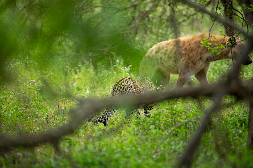 A young leopard cub trying to stalk and play with a dangerous hyaena whilst his mother finishes her meal up in a tree.