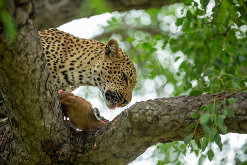 A young leopard cub trying to stalk and play with a dangerous hyaena whilst his mother finishes her meal up in a tree.