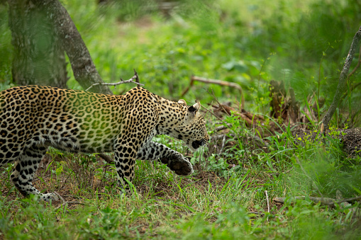 A young leopard cub trying to stalk and play with a dangerous hyaena whilst his mother finishes her meal up in a tree.