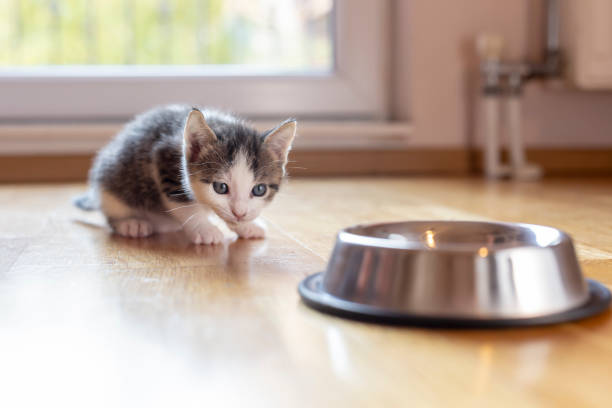 istock Little kitten licking milk 1198443135