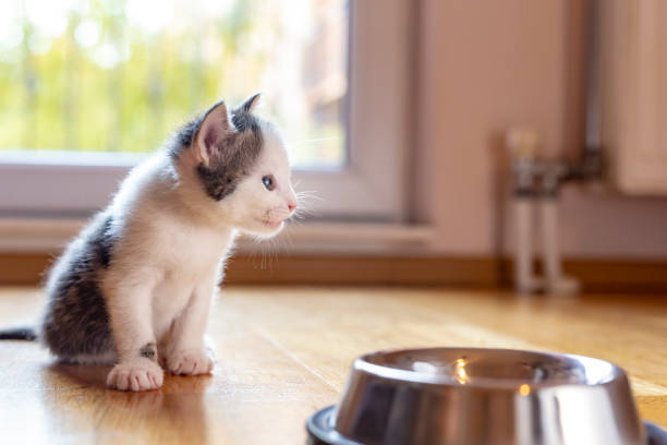istock Kitten and a bowl of milk 1198443148