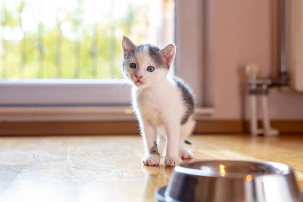 istock Kitten waking towards bowls of milk 1198443189