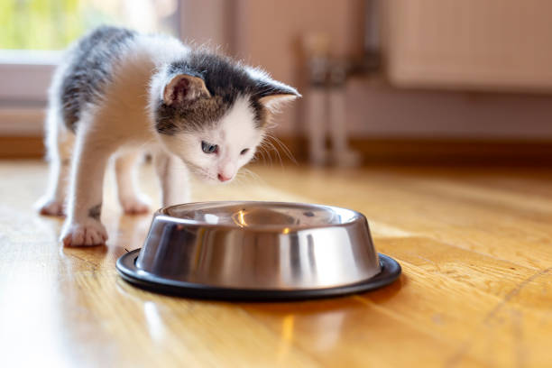 istock Kitten licking milk from a bowl 1198443229