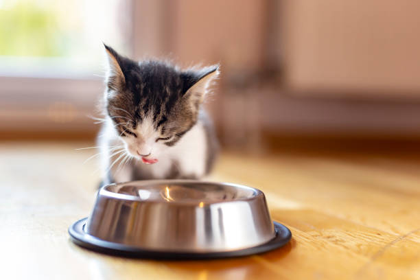 istock Baby cat licking milk 1198443296