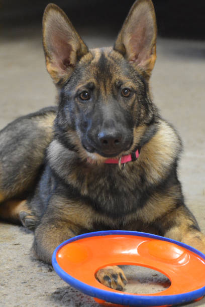 cachorro sheppard alemán - german sheppard fotografías e imágenes de stock