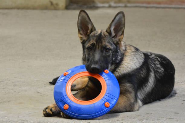 cachorro sheppard alemán - german sheppard fotografías e imágenes de stock