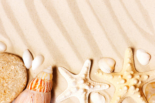 istock Various seashells and stones on the sand 1198445747