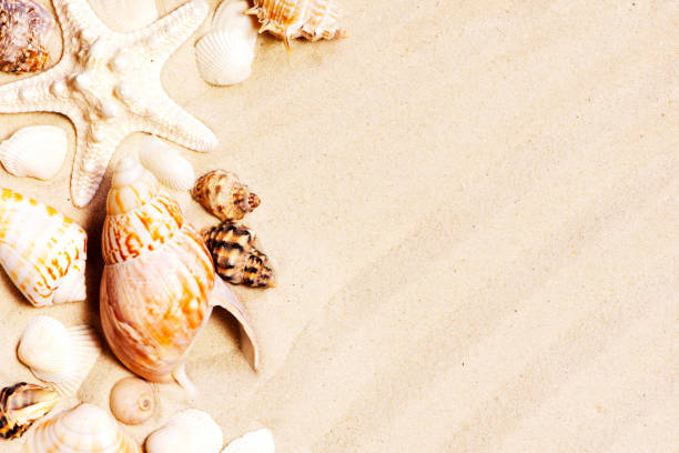 istock Various seashells and stones on the sand 1198445760