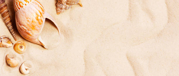 istock Various seashells and stones on the sand 1198445772
