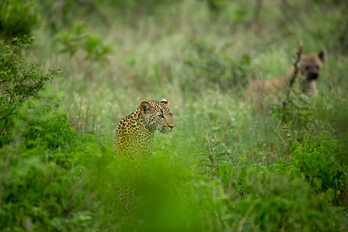 A young leopard cub trying to stalk and play with a dangerous hyaena whilst his mother finishes her meal up in a tree.