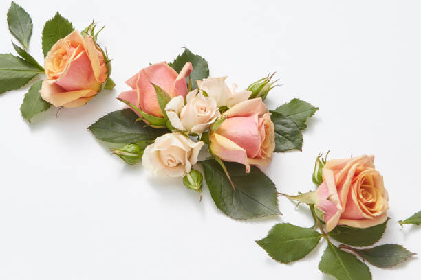 istock Festive blooming background from rose flowers. 1198446005