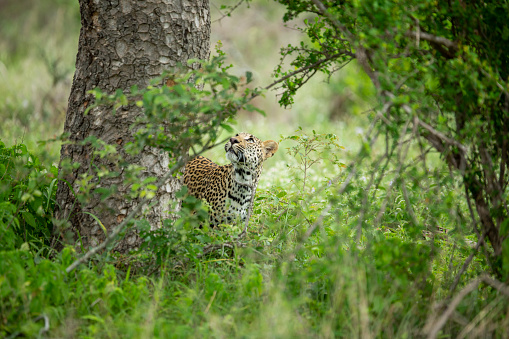 A young leopard cub trying to stalk and play with a dangerous hyaena whilst his mother finishes her meal up in a tree.