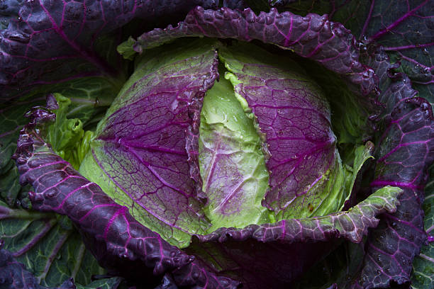 January King Cabbage stock photo