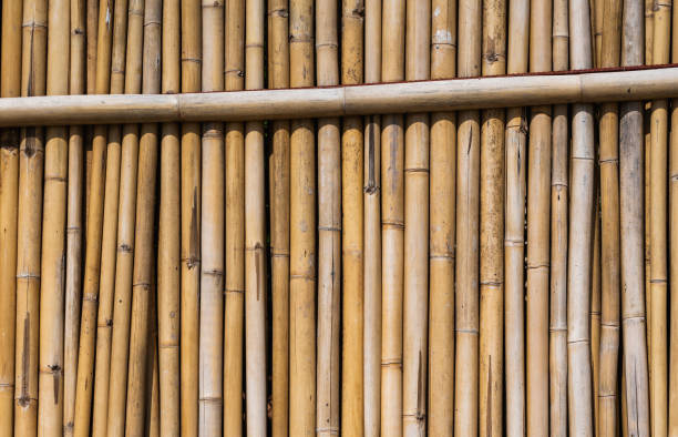 istock Dry bamboo fence texture or background. Eco natural background concept. 1198449736