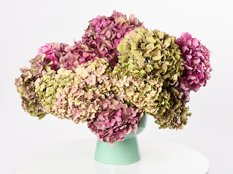 Vase with beautiful autumn hydrangea flowers