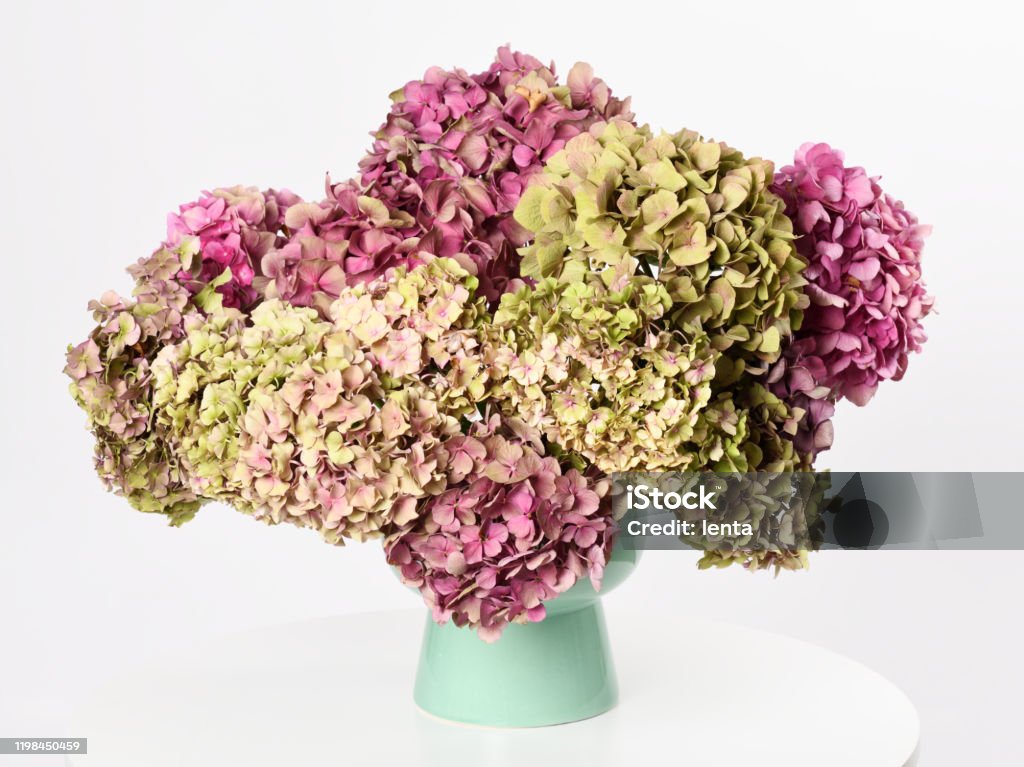 Beautiful hydrangea Vase with beautiful autumn hydrangea flowers Hydrangea Stock Photo