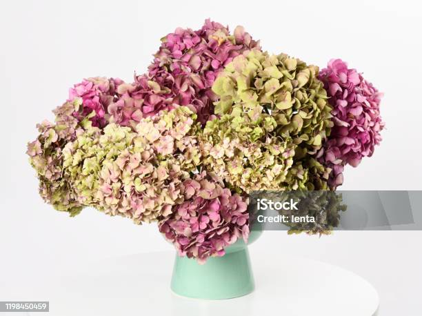 Beautiful Hydrangea Stock Photo - Download Image Now - Hydrangea, Dried Plant, Dry