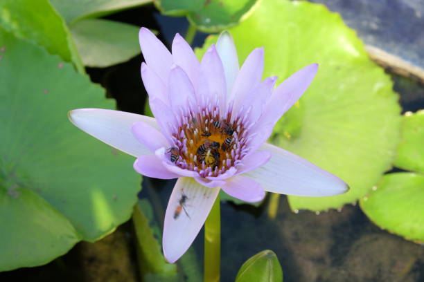 beaucoup de guêpes rampent sur le bourgeon d'un lys tropical blanc. - lotus ornamental garden insect summer photos et images de collection