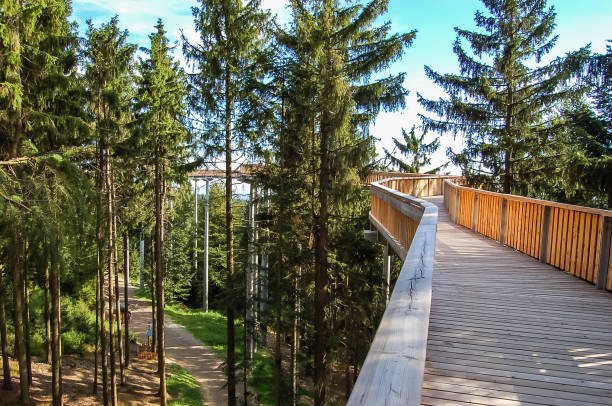 istock Walking route by the top of the trees 1198450882