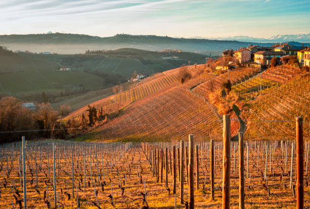 istock Winter Langhe vineyards. Color image 1198451844