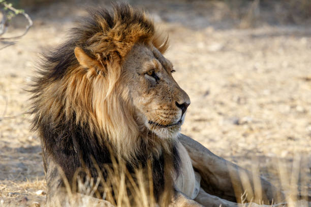 istock Lion in Kgalagadi Transfrontier Park 1198452386