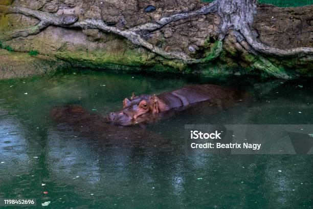 River Hippopotamus Stock Photo - Download Image Now - Toronto Zoo, African Culture, Animal
