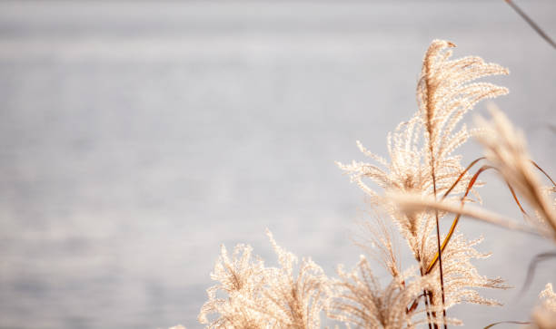 Beach grass reed in front of water
