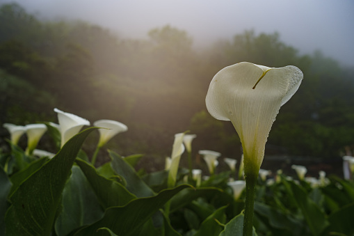 Closeup of three white calla lillies in a garden in a sunny day of spring