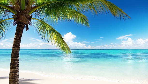 istock palm and sea 119845299