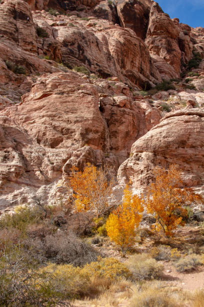 cor dourada da folha do outono em árvores do cottonwood, de encontro à paisagem do deserto. - picturesque america or the land we live in canyon mountain mountain range - fotografias e filmes do acervo