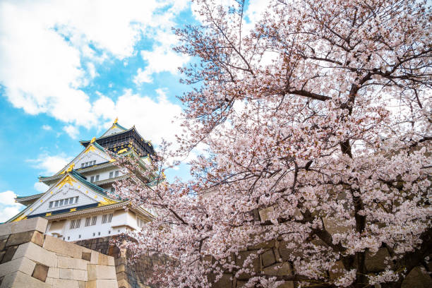 Osaka, Japan - April 3, 2019 : Osaka castle with cherry blossoms of spring