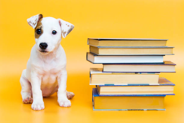 Puppy with books and textbooks stock photo