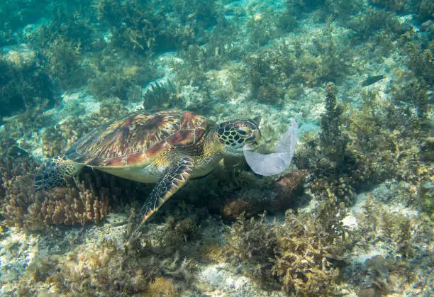 Photo of Sea turtle and plastic bag. Ecology problem photo. Marine green turtle eat plastic underwater photo. Plastic garbage pollution.