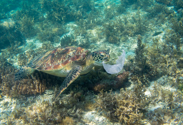 żółw morski i plastikowa torba. ekologia problem zdjęcie. morski zielony żółw zjada plastikowe zdjęcie podwodne. zanieczyszczenie plastikowymi śmieciami. - beach coral close up water zdjęcia i obrazy z banku zdjęć