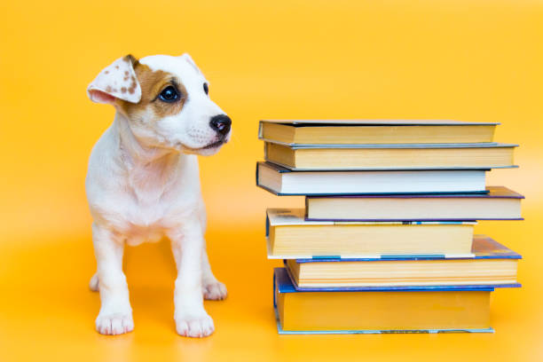istock Puppy with books and textbooks 1198454670