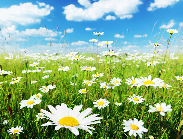 istock field of daisy flowers 119845508