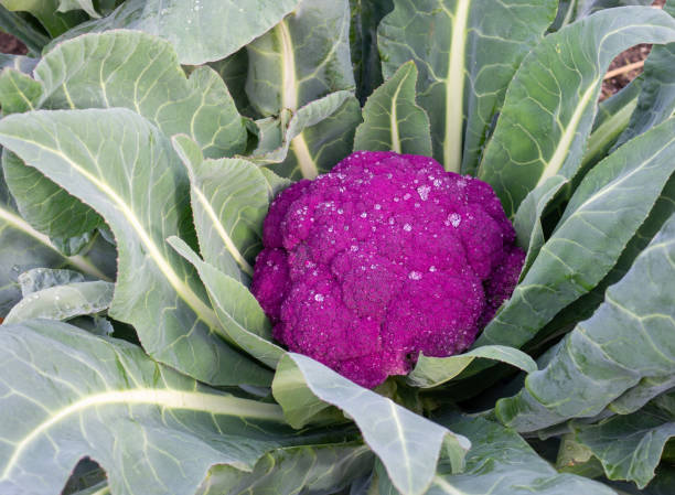 istock purple cauliflower in the ground 1198455306