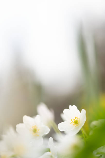 anemoni di valkovuokotwood, fiori bianchi primaverili nella foresta. - anemone flower wood anemone windflower flower foto e immagini stock