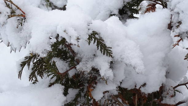 istock Small branches of coniferous tree are covered with adhering snow. 1198455406