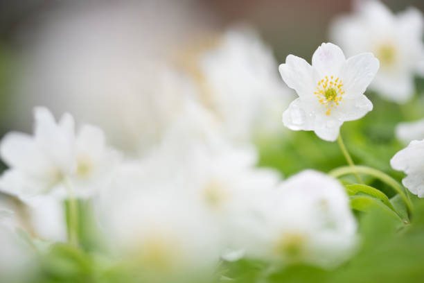 istock Wood anemones, white spring flowers in the forest. 1198455412
