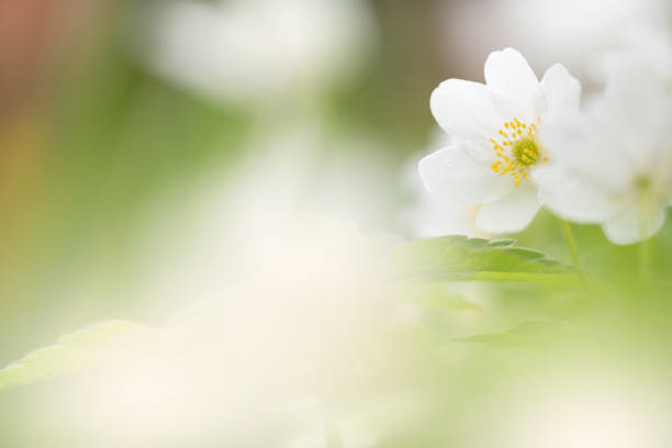 森の中の木のイソギンチャ、白い春の花。 - yellow wood anemone ストックフォトと画像