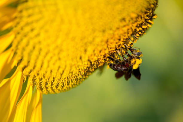 Sunflower and bumble bee on natural background. Sunflower blooming in garden