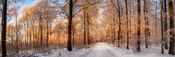 winter forest bathed in sunset's gold light - 1474 imagens e fotografias de stock