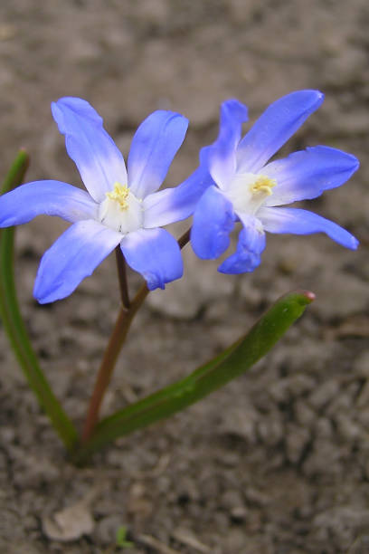 istock Spring flowers grow in the garden 1198459304