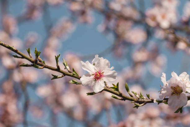 istock Almond tree springtime blossom detail 1198460736