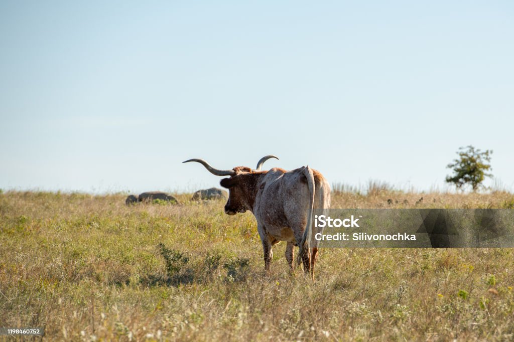 Texas Longhorn Longhorn is grazing in Wichita mountains wildlife refuge Texas Stock Photo